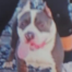 %name%, a %color% %breed% %type%