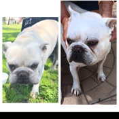 Max, a Beige French Bulldog Dog