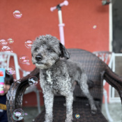 Onyx, a Black, Grey Terrier Dog