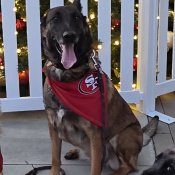 Mazikeen, a Brown German Shepherd Mix Dog