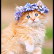 %name%, a %color% %breed% %type%