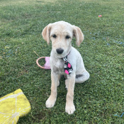 Mylo, a Apricot, Cream, White, Golden Breed Unknown Dog