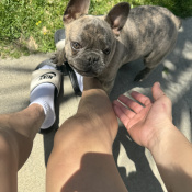 %name%, a %color% %breed% %type%
