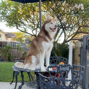 %name%, a %color% %breed% %type%