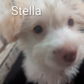 Marley, a White, Cream Chihuahua Mix Dog