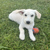 Bowie, a White, Cream Breed Unknown Dog