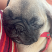 Panny, a Tan Pug Dog