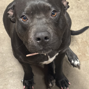 Smokie, a Black American Staffordshire Terrier Dog