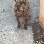 Speedy, a Brown, White Yorkshire Terrier Mix Dog