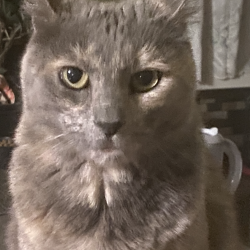 %name%, a %color% %breed% %type%
