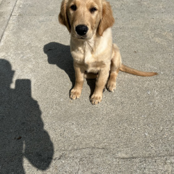 %name%, a %color% %breed% %type%
