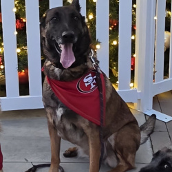 {petName}, a Brown German Shepherd Mix Dog