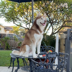 %name%, a %color% %breed% %type%