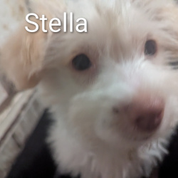 {petName}, a White, Cream Chihuahua Mix Dog