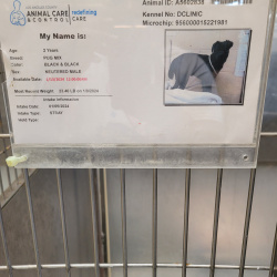 %name%, a %color% %breed% %type%