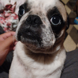 %name%, a %color% %breed% %type%