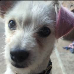 {petName}, a White, Cream Chihuahua Mix Dog