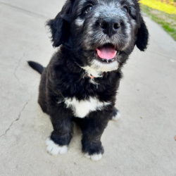 %name%, a %color% %breed% %type%