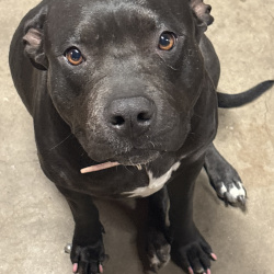 {petName}, a Black American Staffordshire Terrier Dog